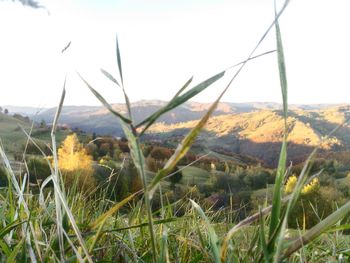 Close-up of grass growing on field against mountain