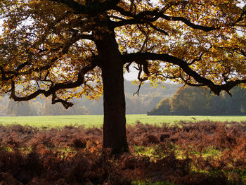 Tree on field against sky