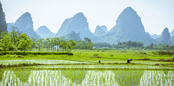 Scenic view of rice field by mountains against sky