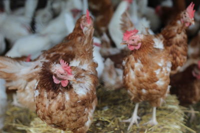 Close-up of birds in farm