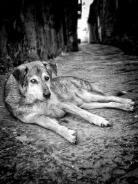 Portrait of dog resting