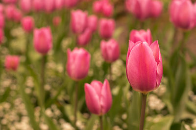 Close-up of pink tulip flowers on field