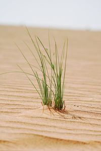 Close-up of plant on sand
