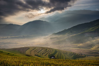 Scenic view of rice field against sky