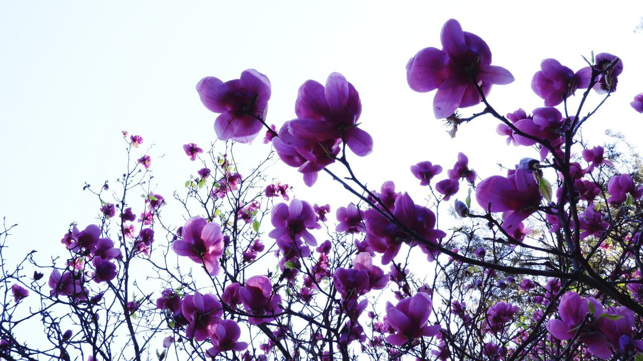 LOW ANGLE VIEW OF PURPLE FLOWERING PLANTS