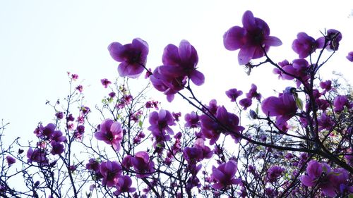 Low angle view of pink flowering plant against sky