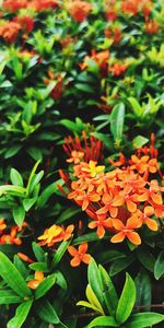 Close-up of flowering plants