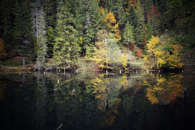 Trees by lake in forest during autumn