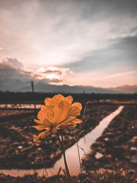 Close-up of orange flower on field against sky during sunset