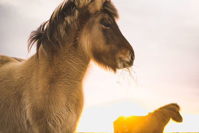 Close-up of horse against sky