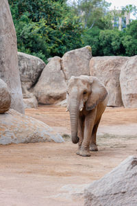 Elephant in its natural environment on a sunny day.