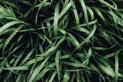 Full frame shot of fresh green plants