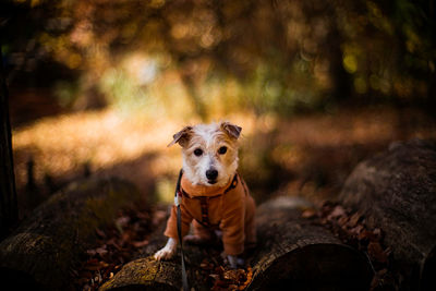 Portrait of dog in forest