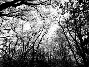 Low angle view of bare trees in forest