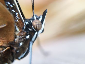 Close-up of butterfly