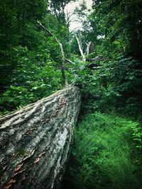 Trees in forest