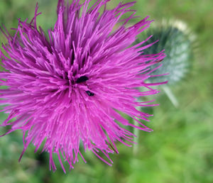 Close-up of pink flower