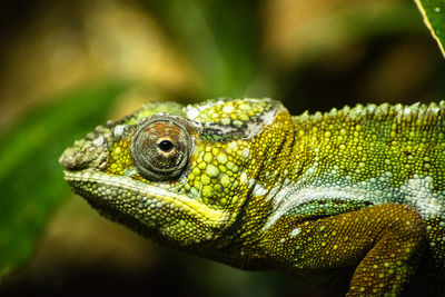 Close-up of lizard