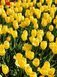Full frame shot of yellow flowering plants