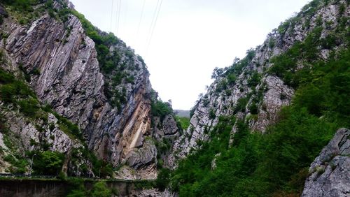 Low angle view of trees on mountain against sky