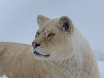 Close-up of a lion looking away