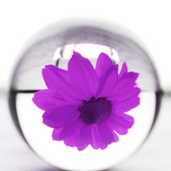 Close-up of pink flower over white background