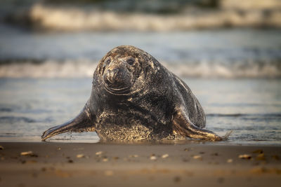 Close-up of seal on beach