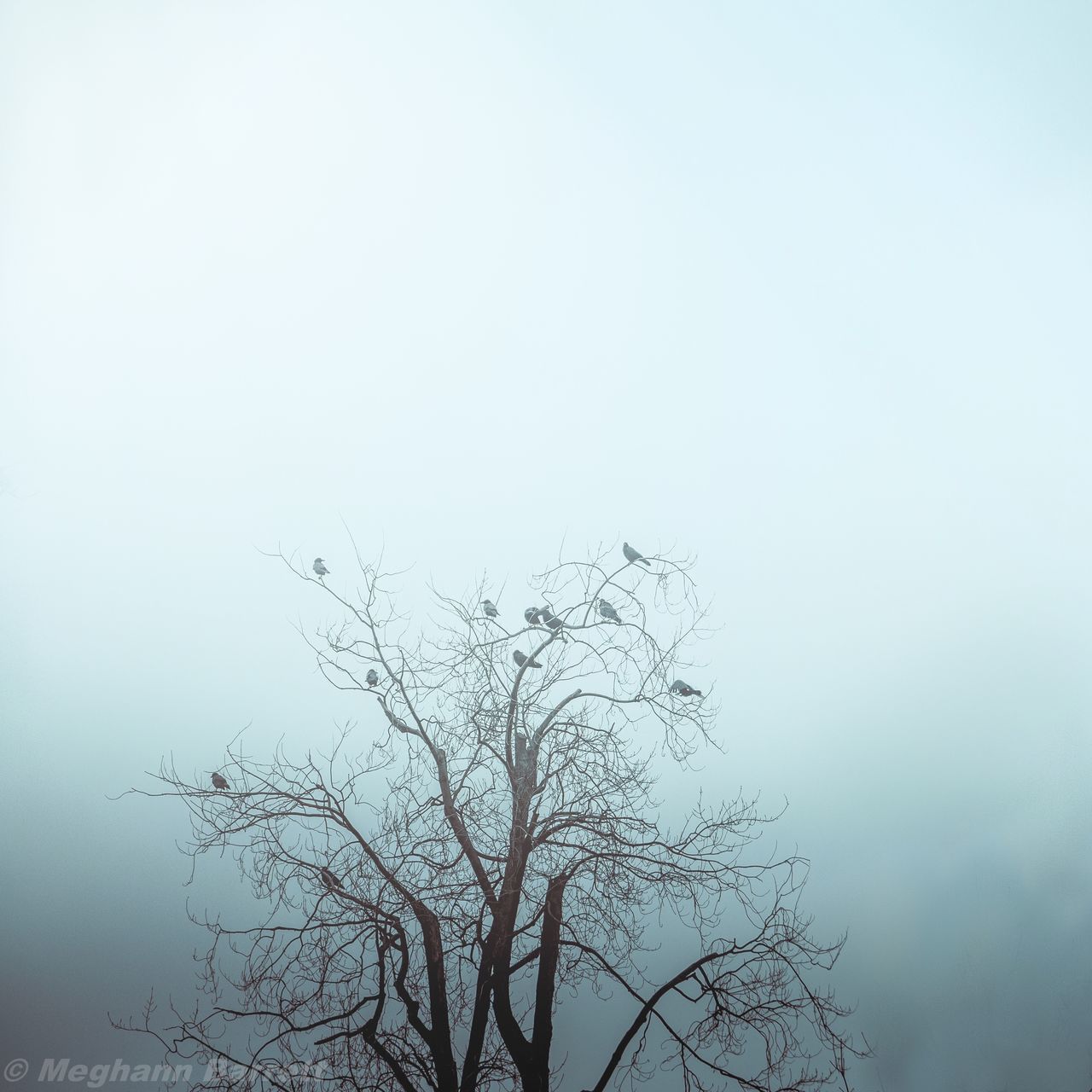 BARE TREE AGAINST SKY DURING FOG