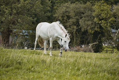 Horse grazing in a field