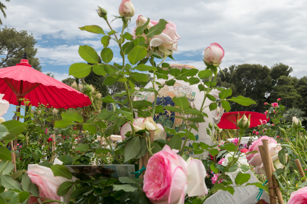 CLOSE-UP OF PINK FLOWERING PLANT AGAINST SKY