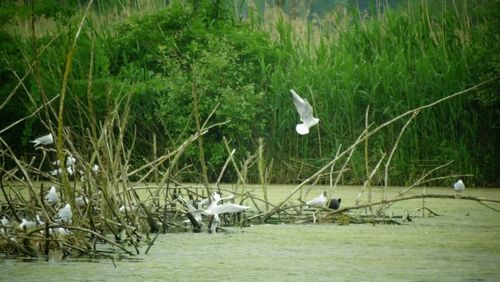 Bird flying over lake