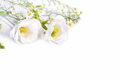 Close-up of white flowers over white background