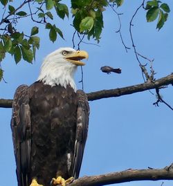 Low angle view of eagle perching on tree against sky