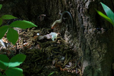 Close-up of tree trunk in forest