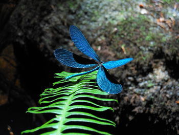 Close-up of blue butterfly on plant