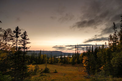 Scenic view of forest against sky during sunset