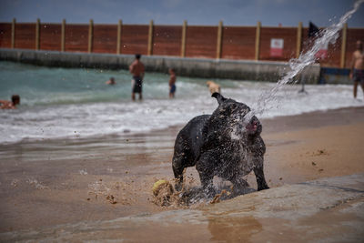 View of dog on beach