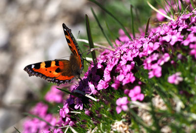 Close-up of butterfly pollinating on purple flower