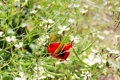 Close-up of red flowering plant