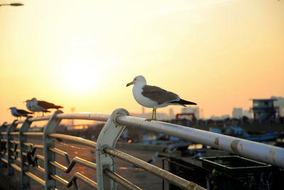 Seagull perching on metal against sky during sunset