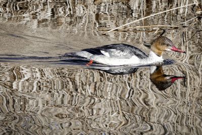 Birds swimming in lake