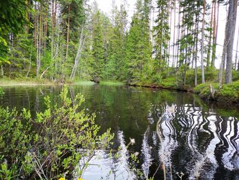 Scenic view of lake in forest