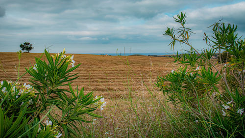 Country view over the ocean - vista campestre sobre o oceano.