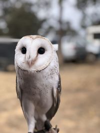 Close-up of a bird