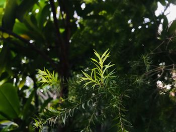 Close-up of leaves growing on tree