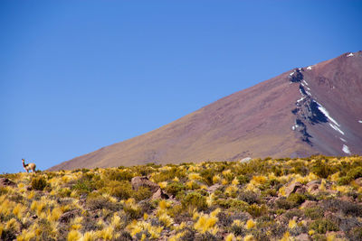 Scenic view of land against clear blue sky