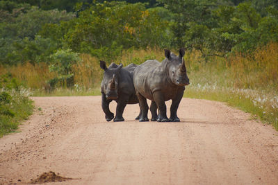 Rhino on the street