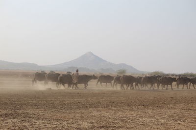 Horses on a field