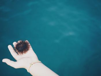 Cropped image of woman holding sea urchin over water