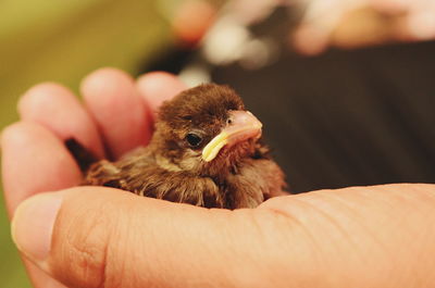 Close-up of hand holding bird